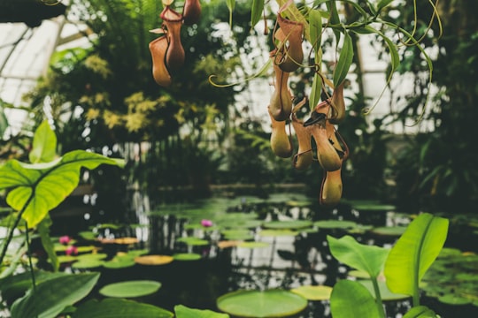 green and red pitcher plants hanging above a pond in Golden Gate Park United States