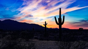silhouette of cactus at the desert