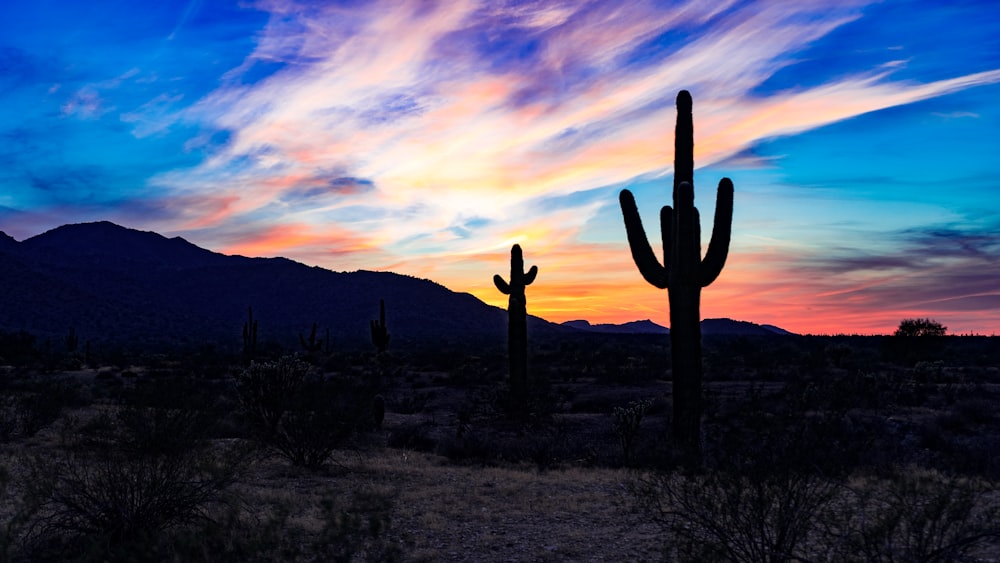 silhouette of cactus at the desert