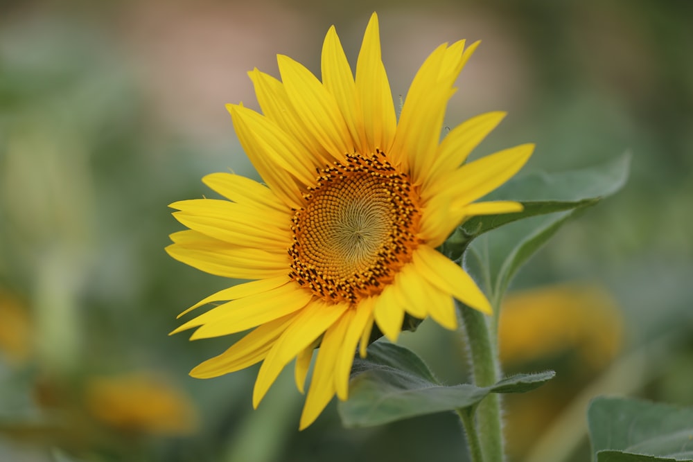 Photographie en gros plan de tournesol