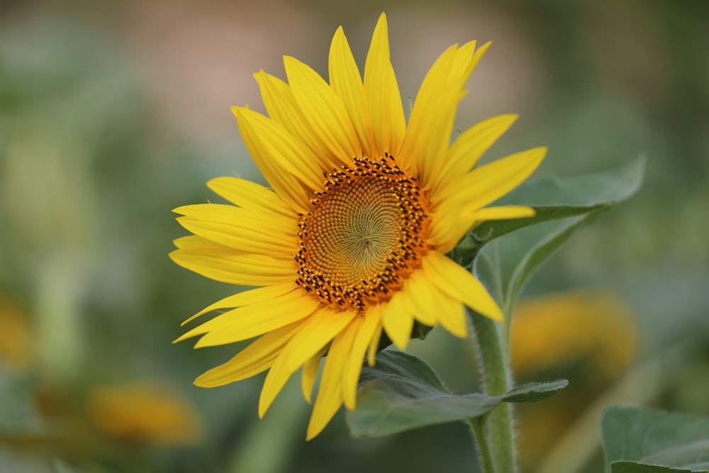close-up photography of sunflower