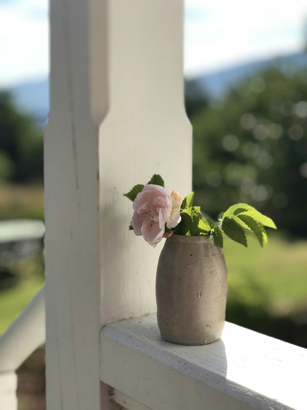 foto di fiori dai petali rosa con vaso