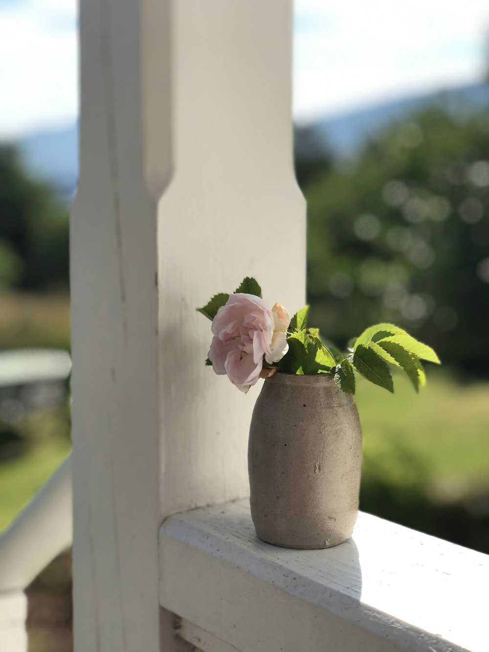 photo of pink petaled flowers with pot