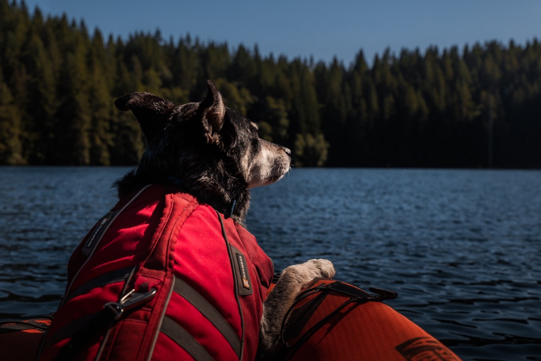 medium-coated black dog wearing red and black vest