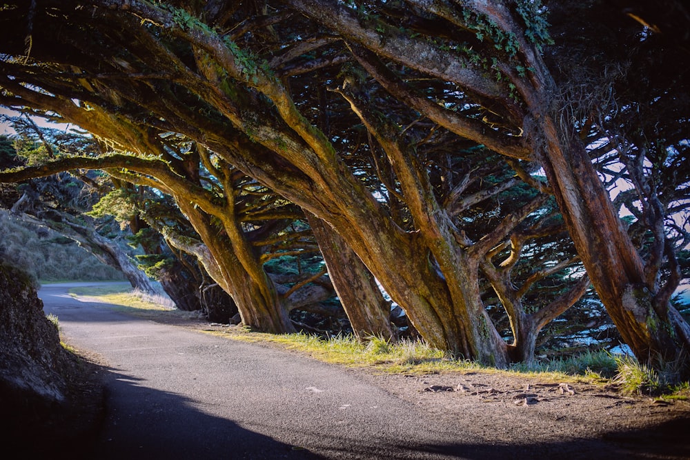 Arbre brun à côté d’une route en béton pendant la journée