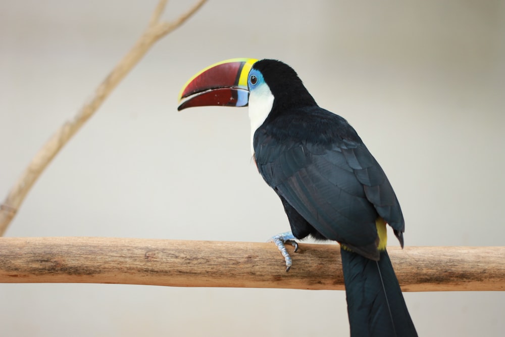 red long beak bird on steam