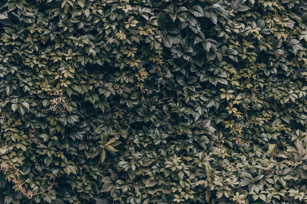 green leafed plants