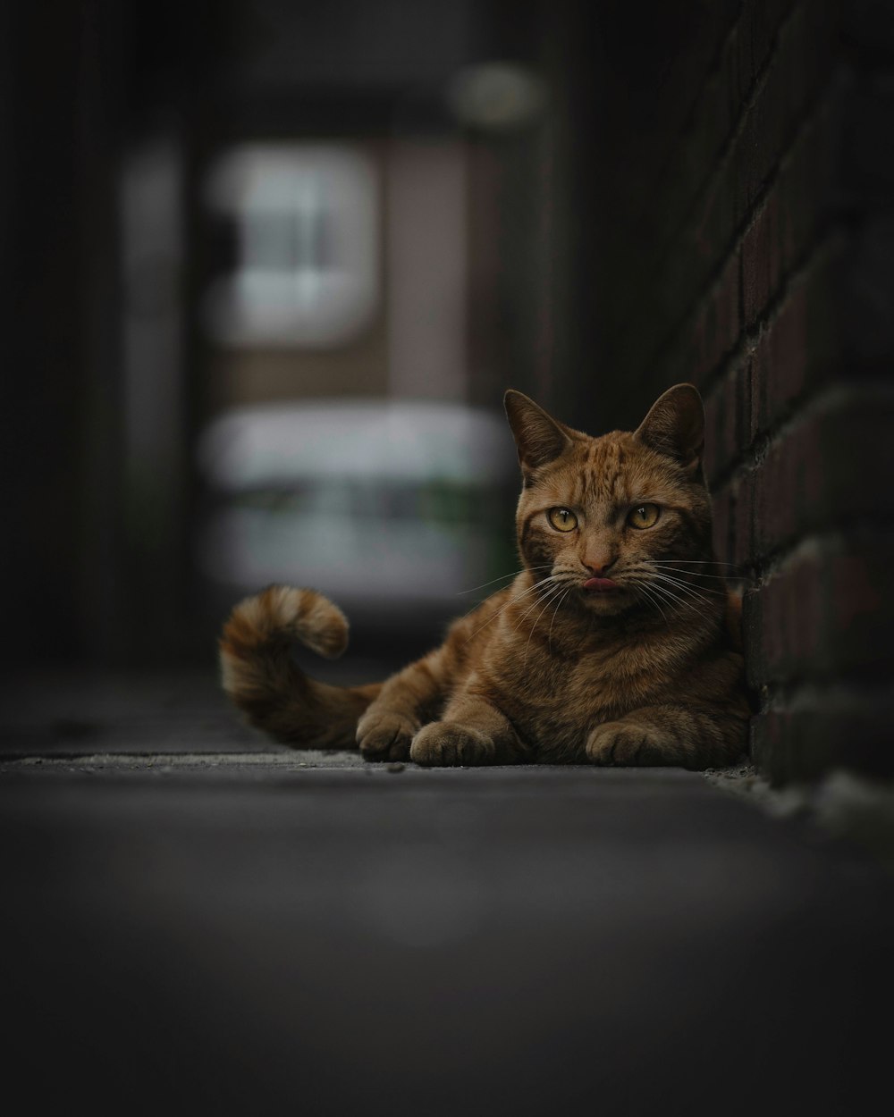 orange getigerte Katze neben der Wand