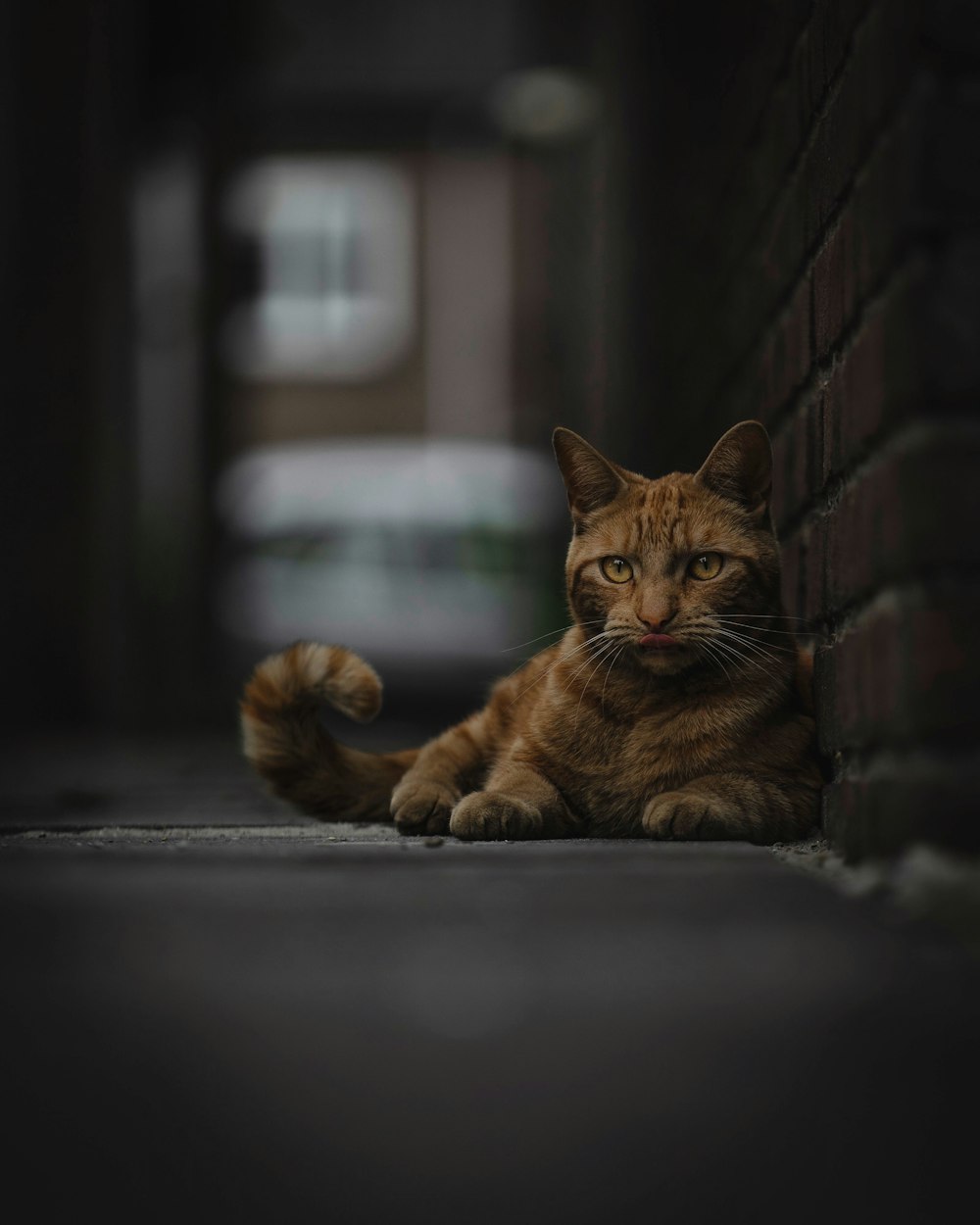 orange tabby cat beside wall