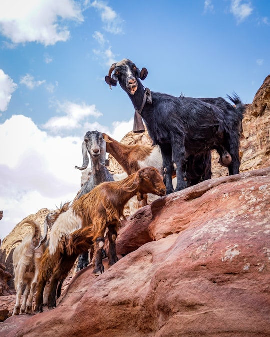 mountain goats in Petra Jordan