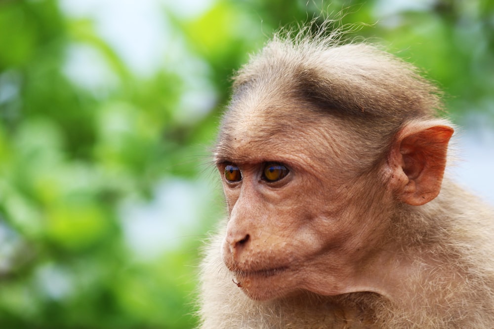 Photographie animalière de primate