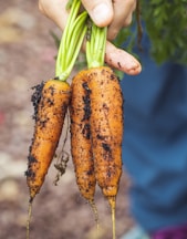 person holding carrots