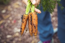 person holding carrots