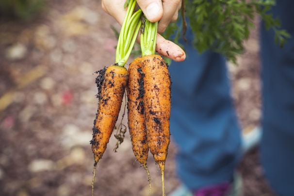 A close-up of hands holding freshly picked organic vegetables from a small garden patch