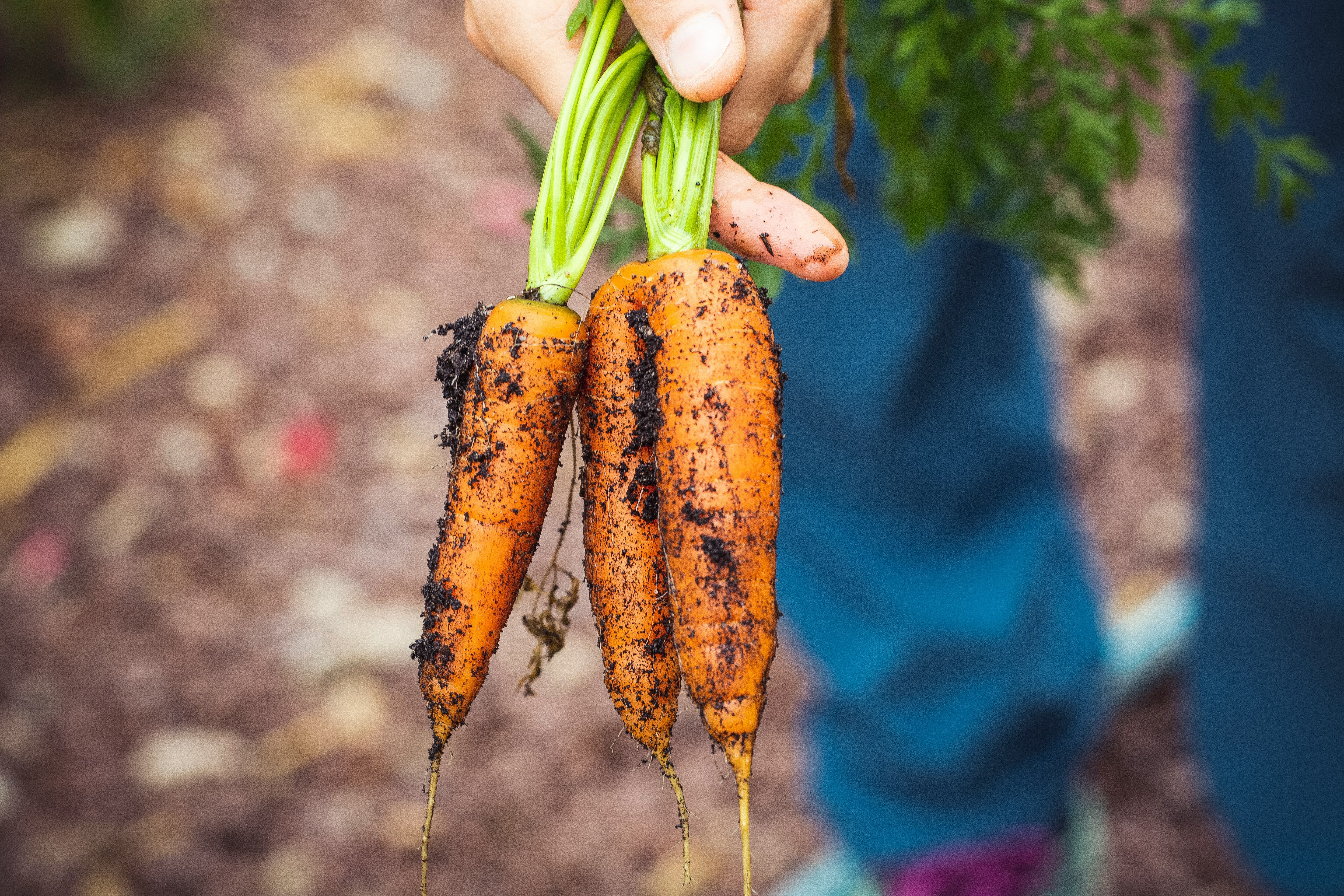 Carrots are excellent companion plants for tomatoes.