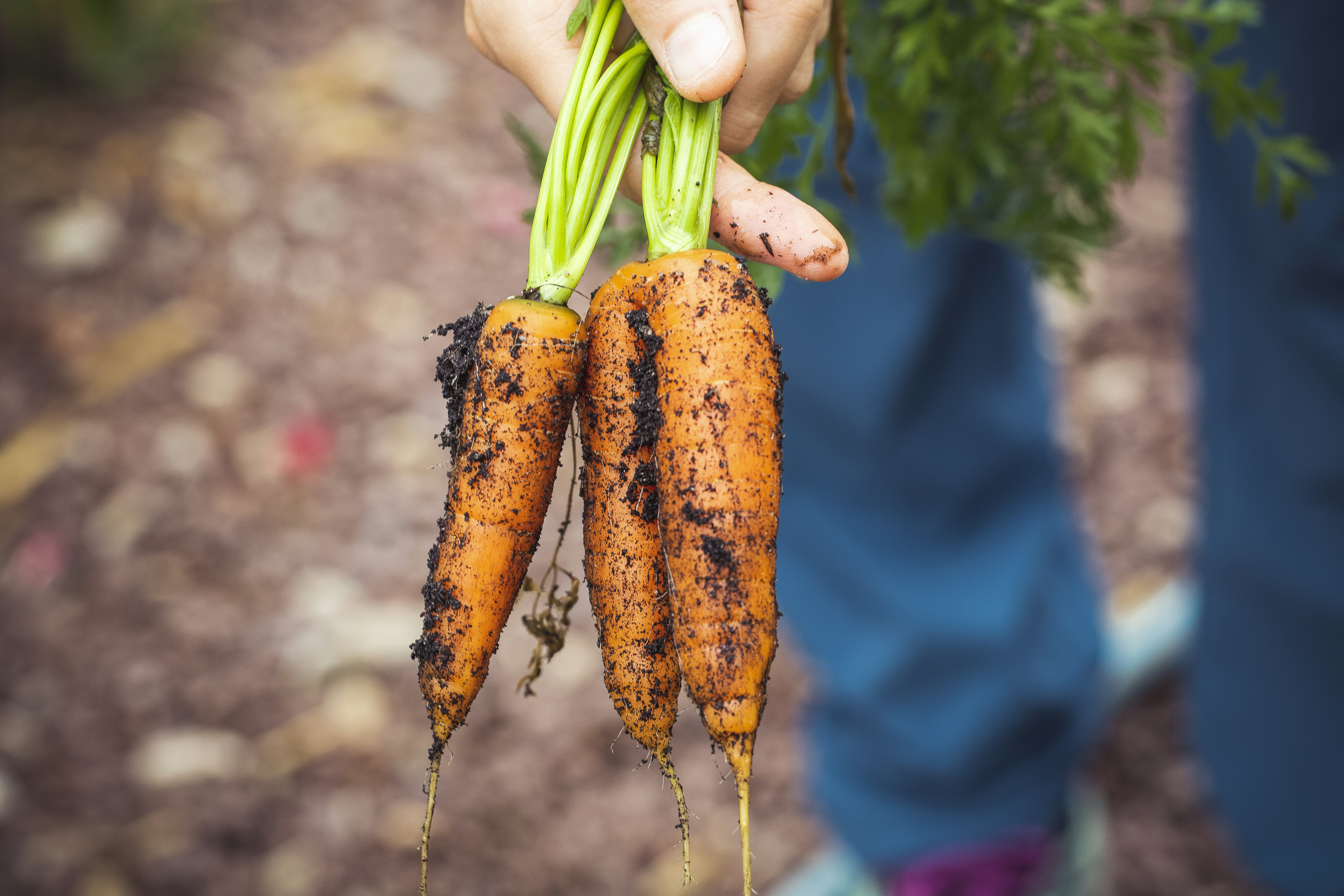 Fresh harvest bio homegrown carrots – urban gardening in raised bed. Made with Canon 5d Mark III and loved analog lens, Leica APO Macro Elmarit-R 1:2.8 / 100mm (Year: 1993)