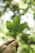 person holding green leafed plant