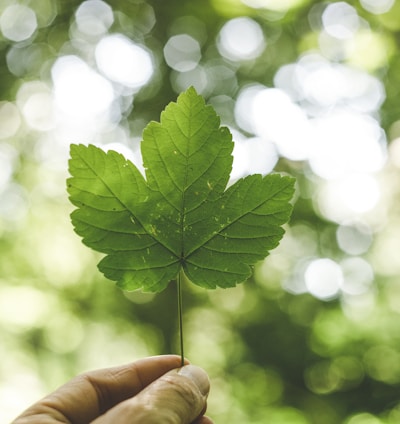 person holding green leafed plant