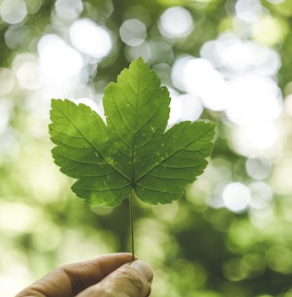 person holding green leafed plant