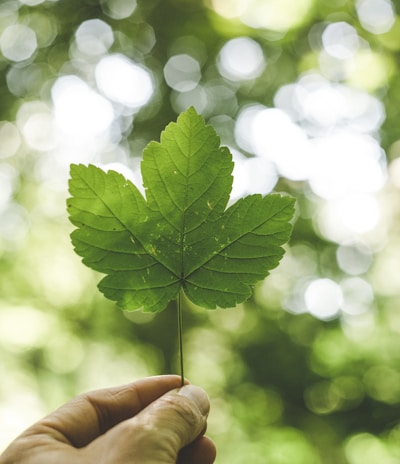 person holding green leafed plant