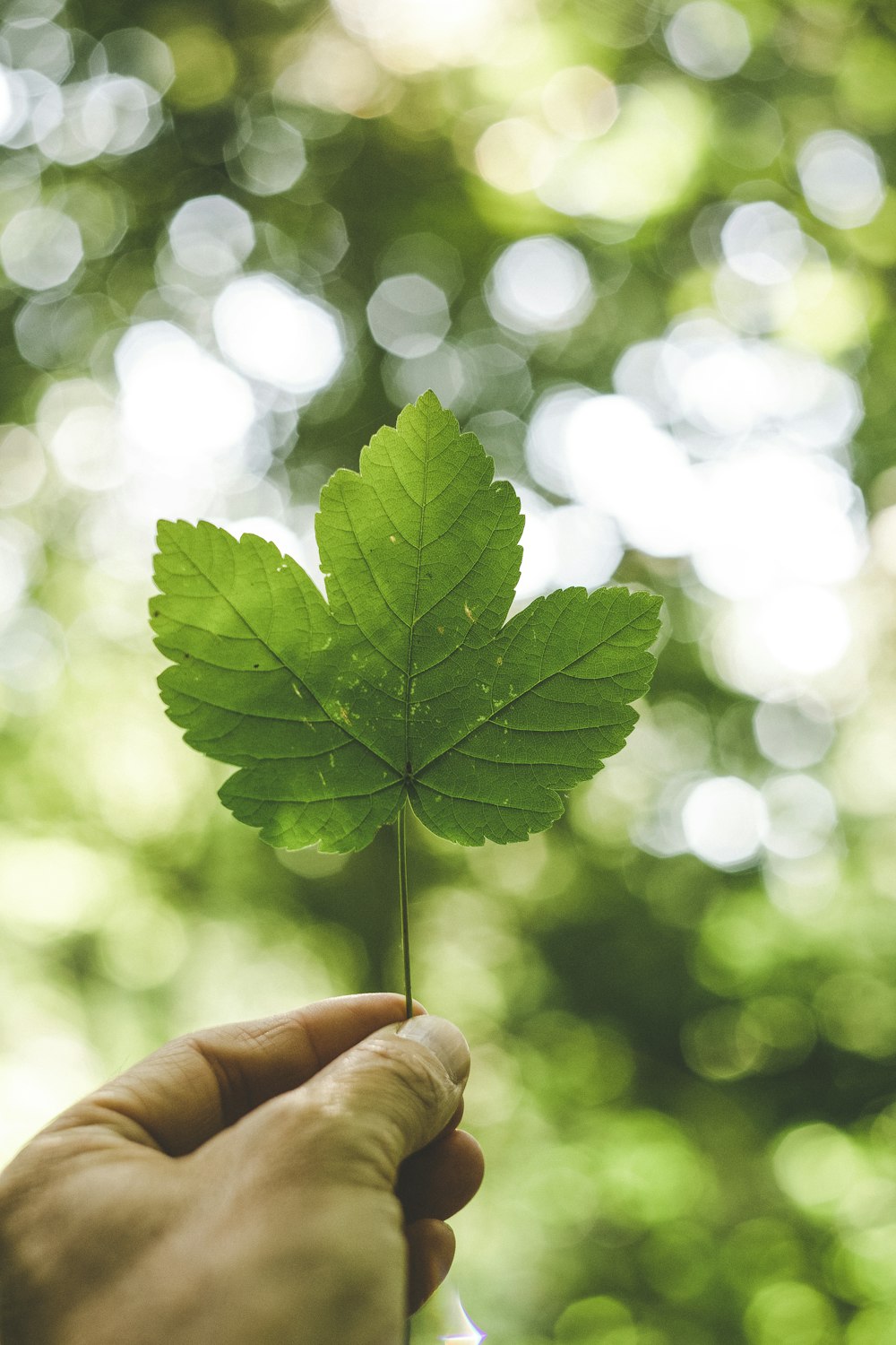 personne tenant une plante à feuilles vertes