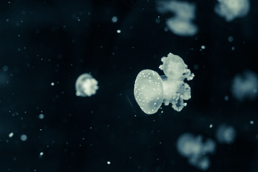 jellyfishes underwater scenery