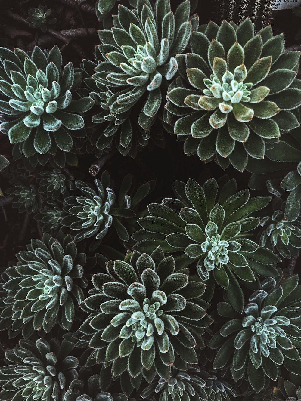 a close up of a bunch of green plants