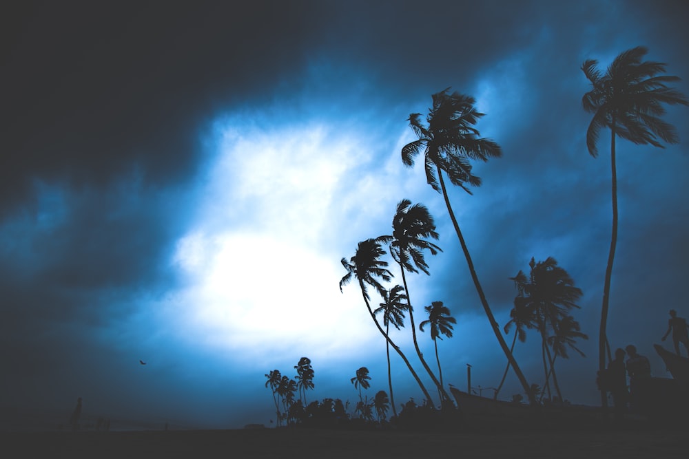 silhouette of palm trees