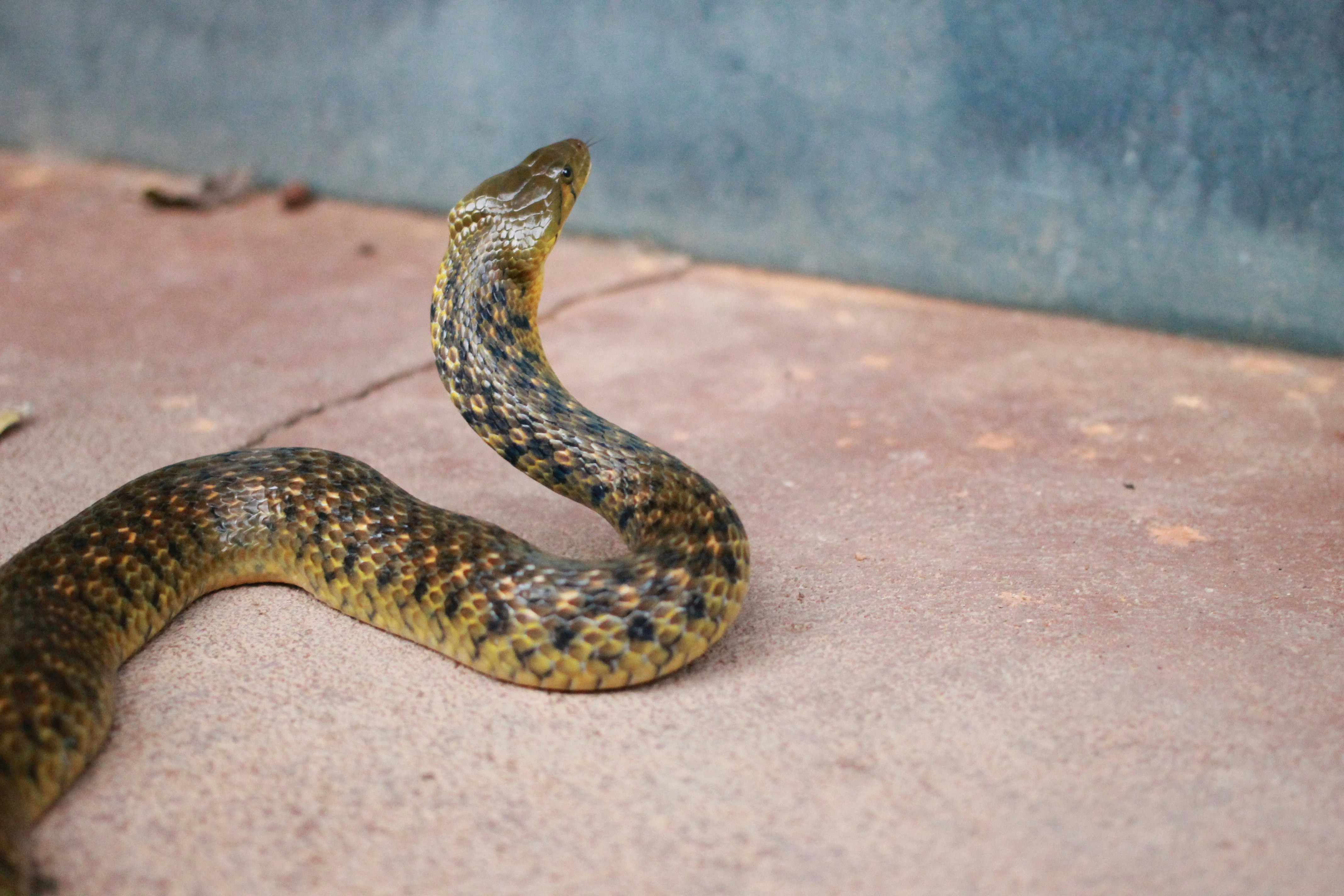 Snake In The Water Bowl