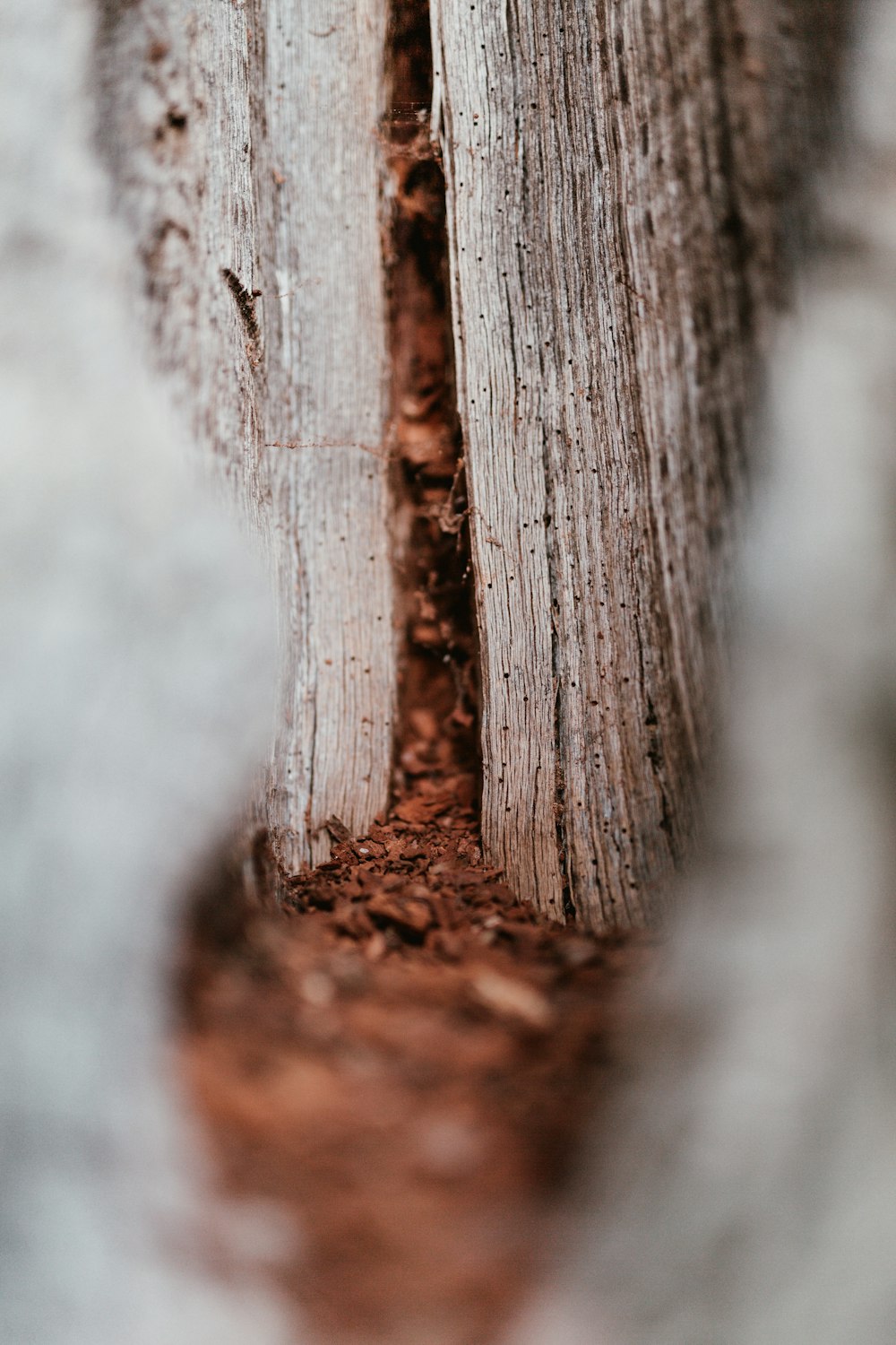 Fotografia macro de pó de madeira