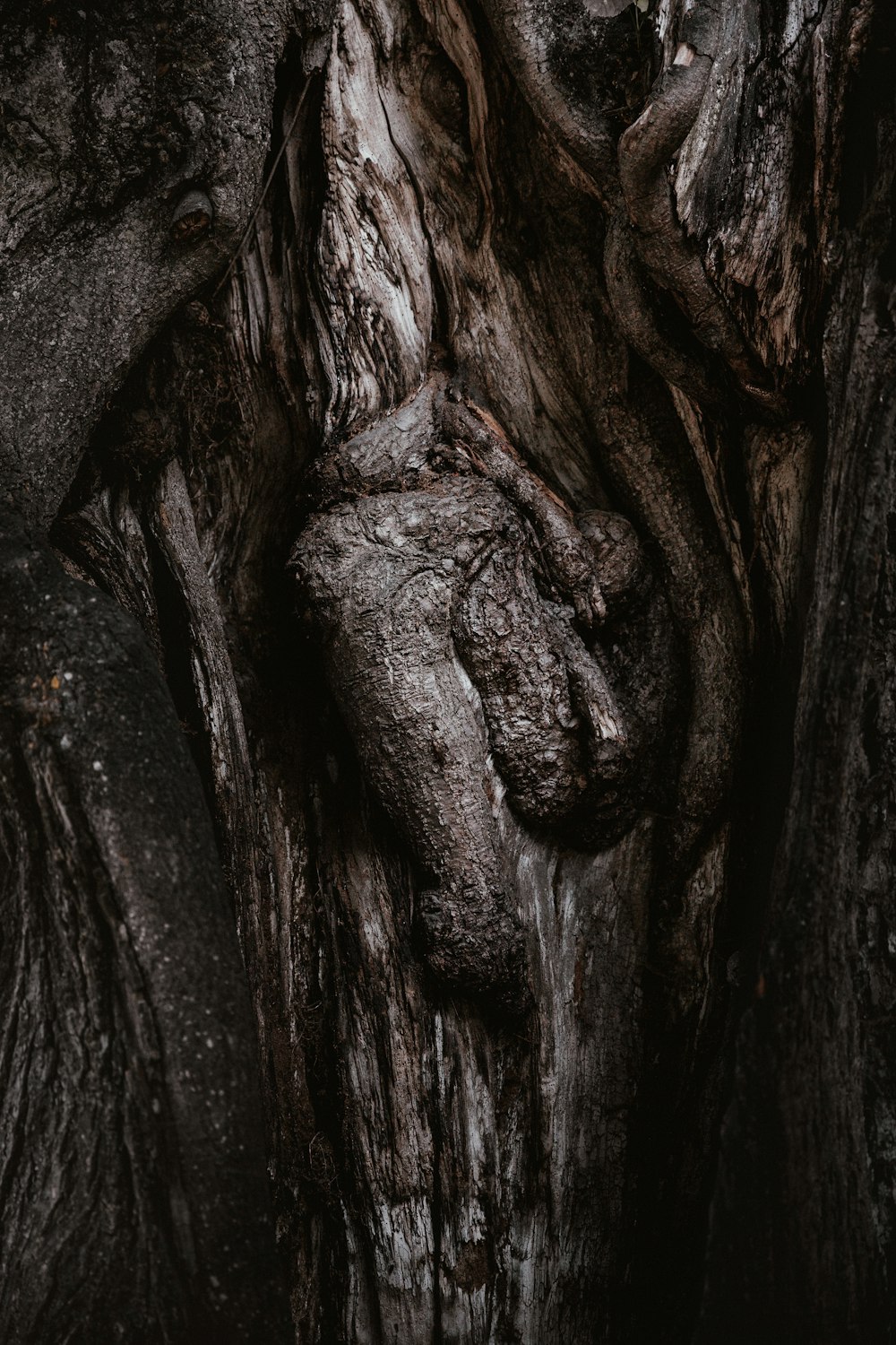 close up photography of tree trunk