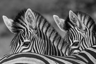 grayscale photo of two zebras