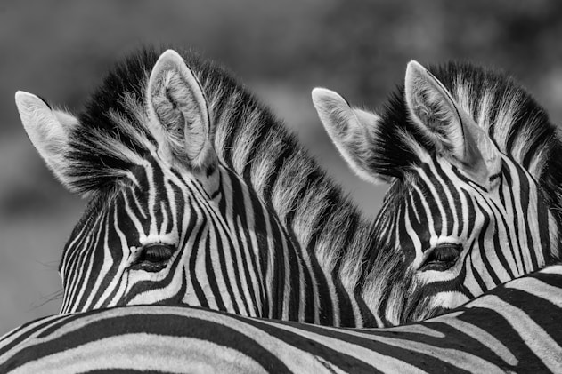 grayscale photo of two zebras