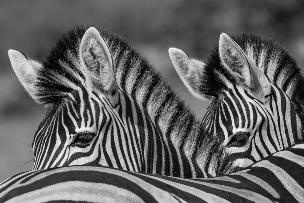 foto em tons de cinza de duas zebras
