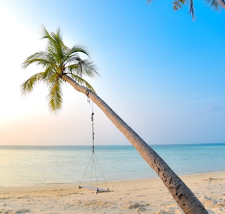 swing hang on coconut tree Sri Lanka
