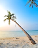 swing hang on coconut tree near seashore