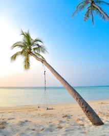 swing hang on coconut tree near seashore