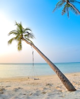 swing hang on coconut tree near seashore
