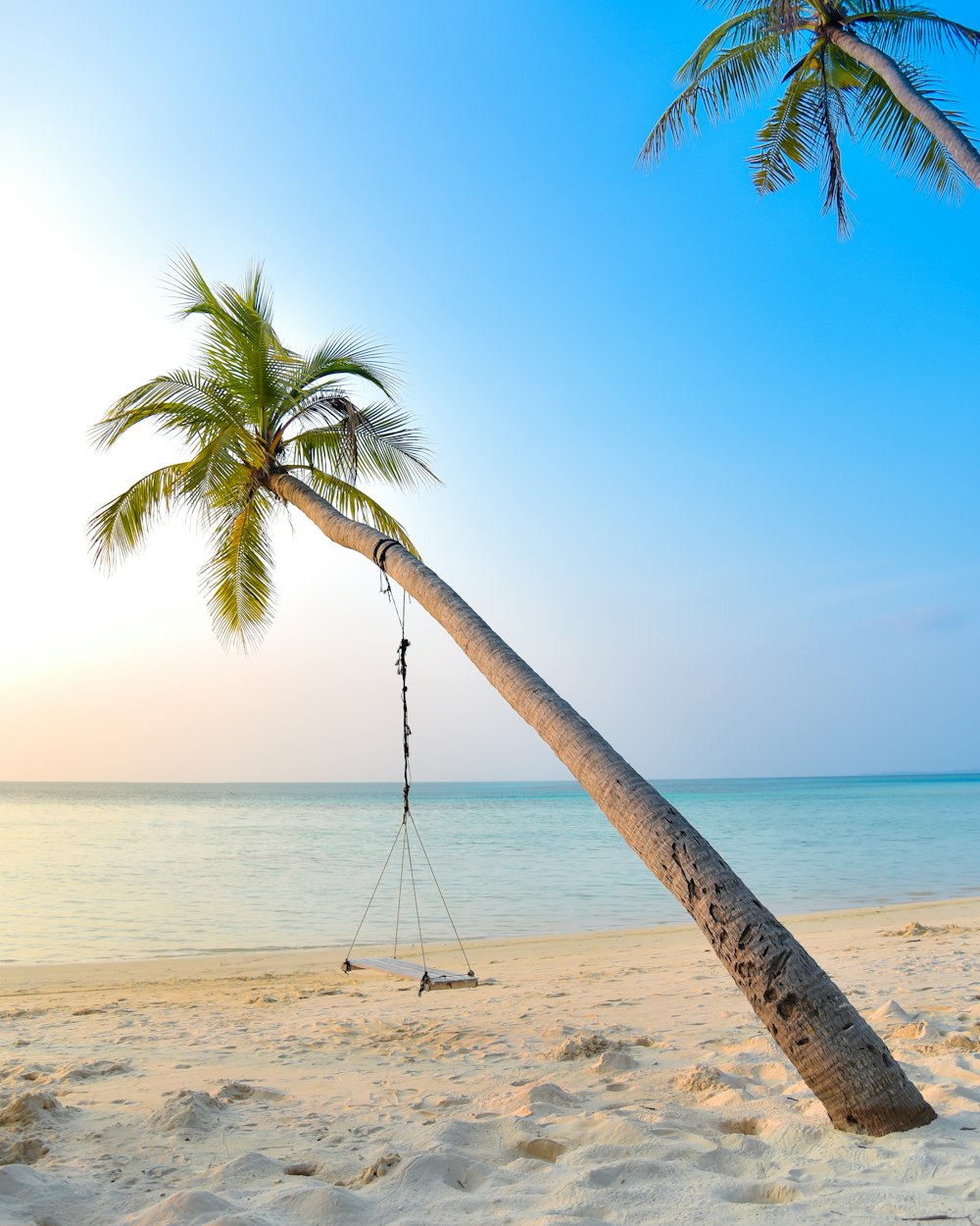 balançoire accrochée sur un cocotier près du bord de mer