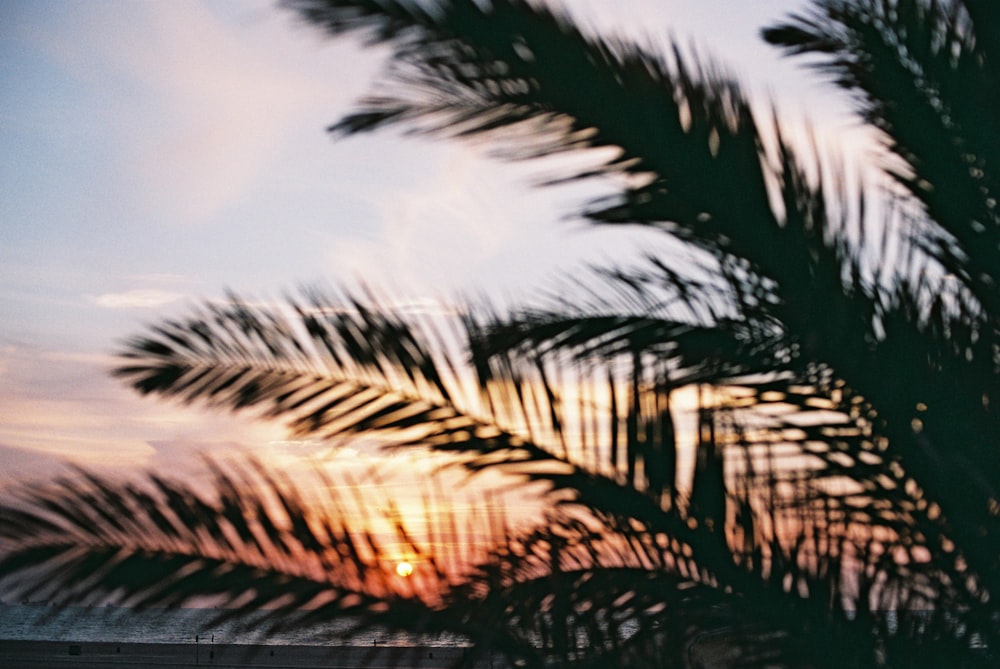 silhouette of palm tree