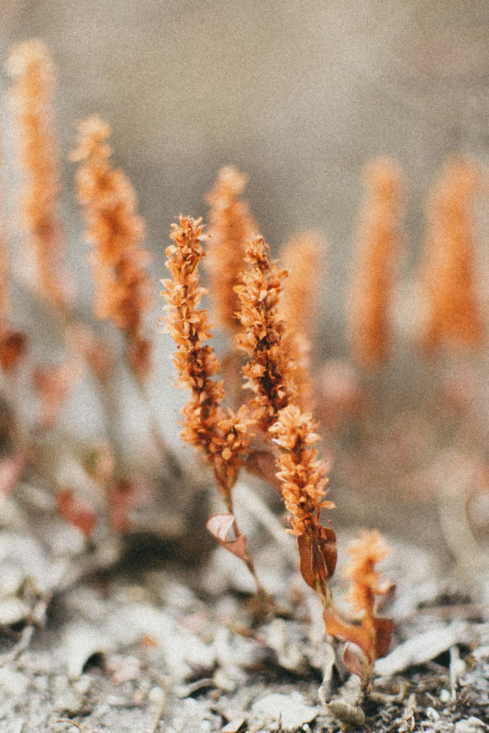 selective focus photography of orange plant