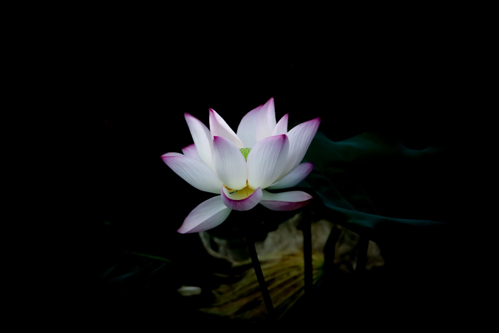 shallow focus photography of white-and-pink flower