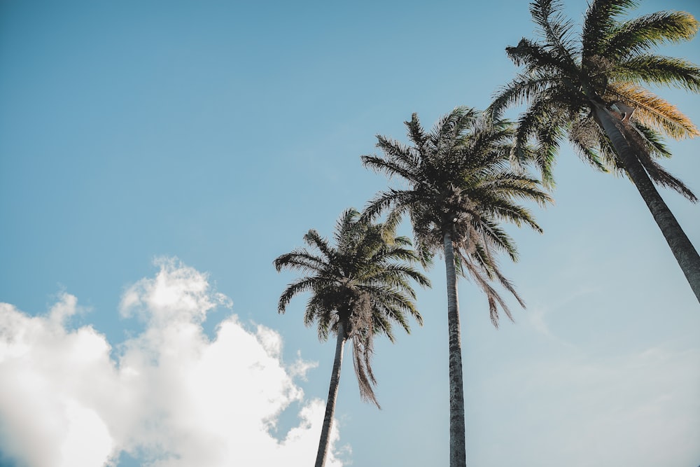 three lined palm trees under blue sky at daytime