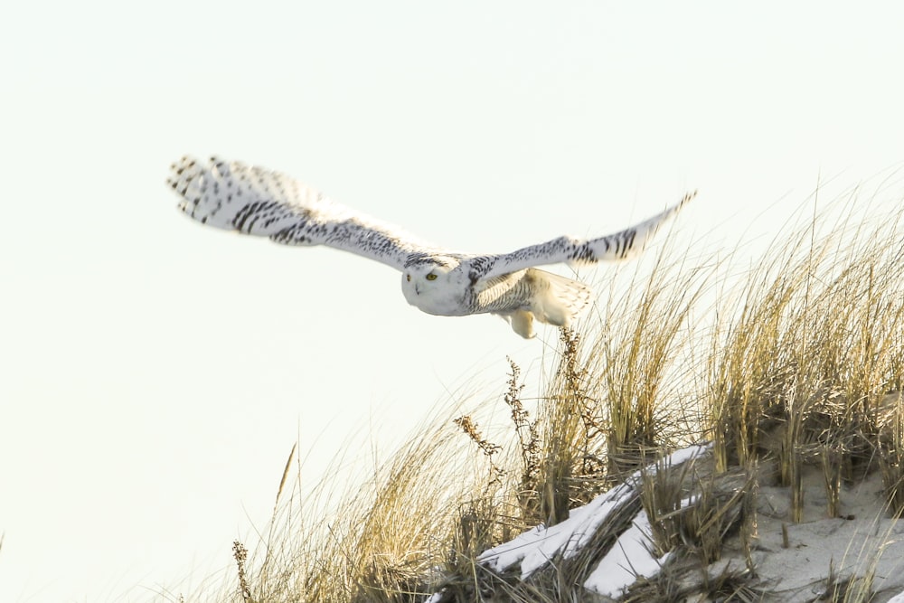 white and gray bird flying during daytime