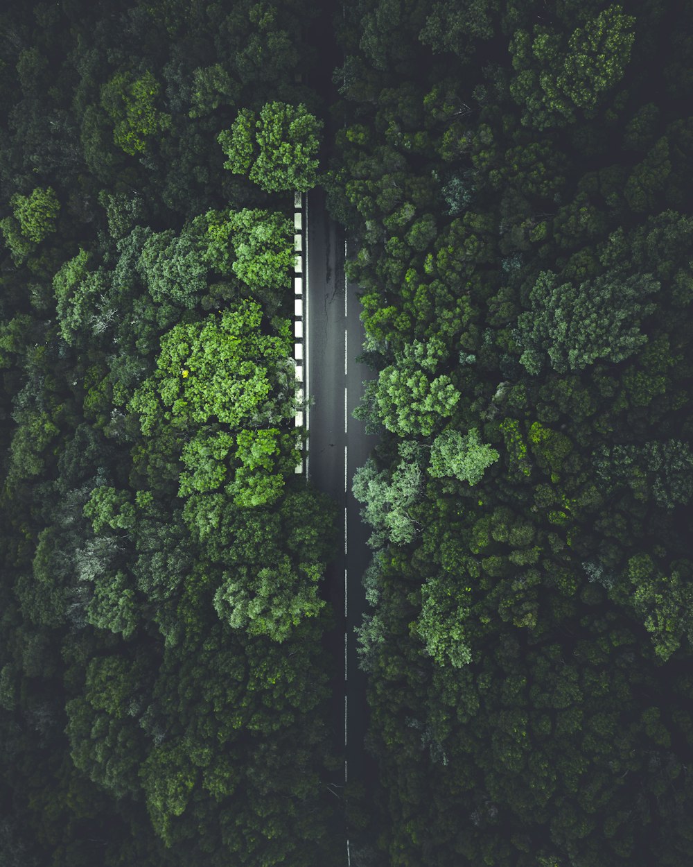 森の真ん中にある��道路の空中写真