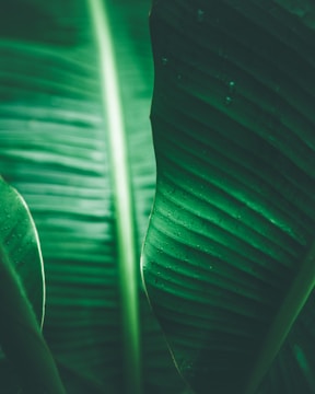 Large green leaves with distinct parallel veins, possibly banana leaves, are prominently displayed with water droplets visible on the surface, giving a sense of freshness and vibrancy.
