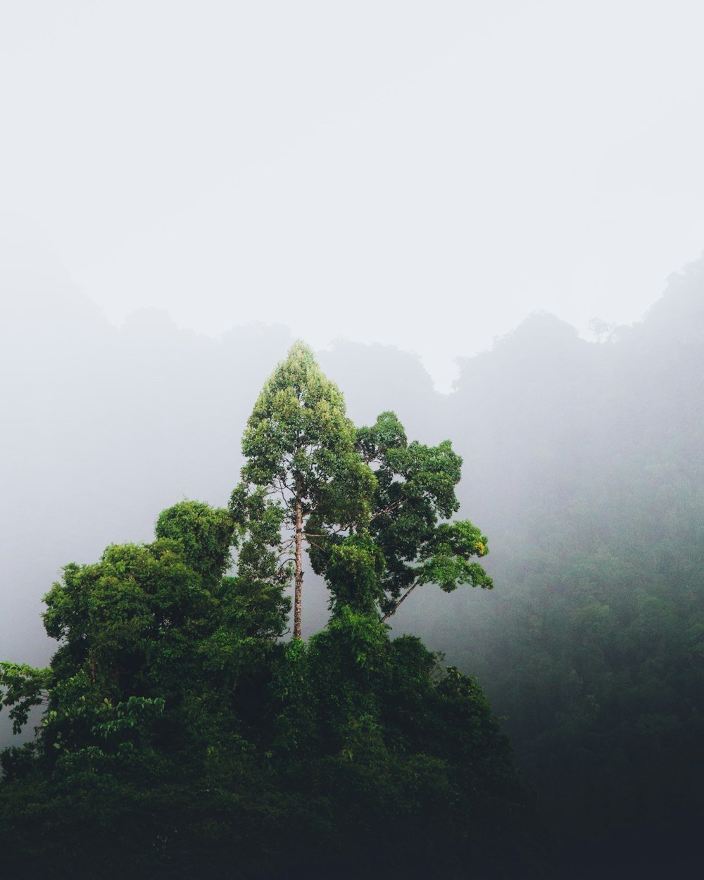 green leafed tree