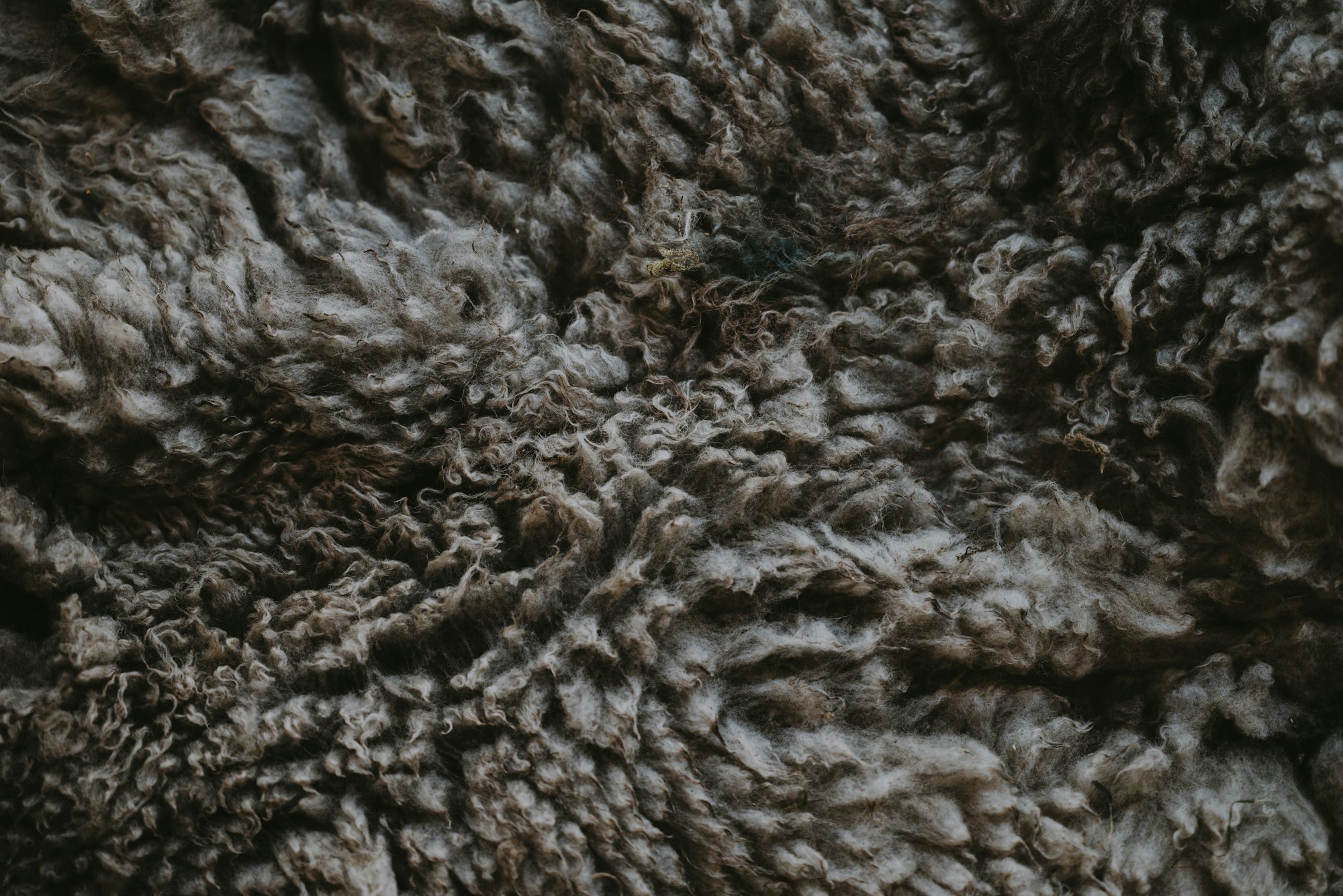 Dark sheeps fleece texture