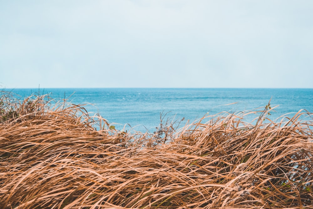 brown hay near body of water