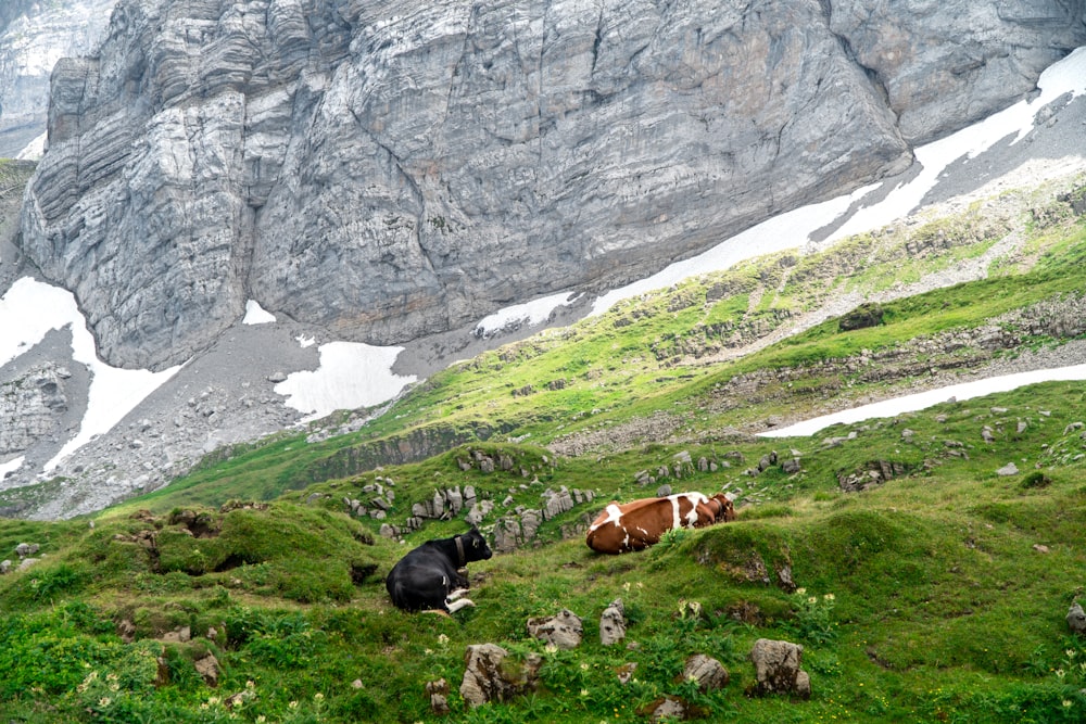 two black and brown cow on grass field